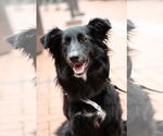 Small #1 Collie Mix
