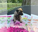Small #1 Belgian Malinois
