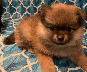 Pomeranian Puppy for sale in GOSHEN, NY, USA