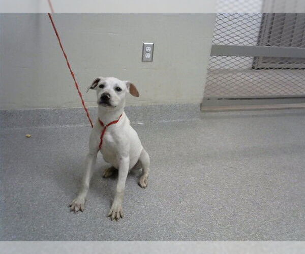 Medium Photo #1 Staffordshire Bull Terrier-Unknown Mix Puppy For Sale in Pasadena, TX, USA