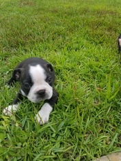 Boston Terrier Puppy for sale in PALM COAST, FL, USA