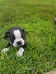 Small Photo #1 Boston Terrier Puppy For Sale in PALM COAST, FL, USA