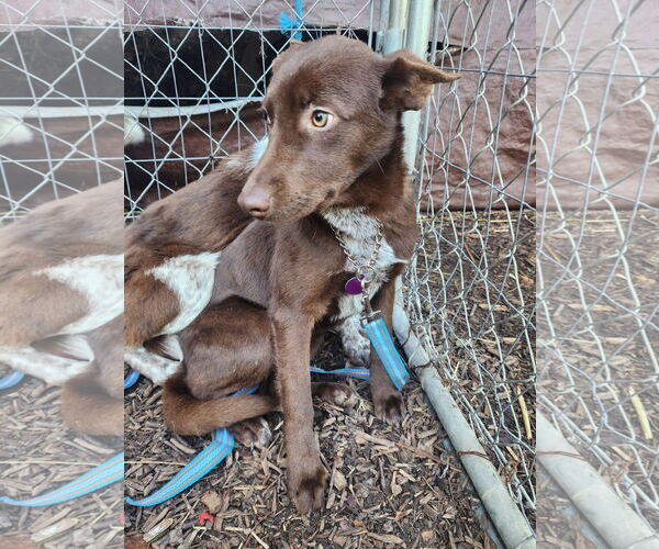 Medium Photo #2 Mutt Puppy For Sale in Paso Robles, CA, USA