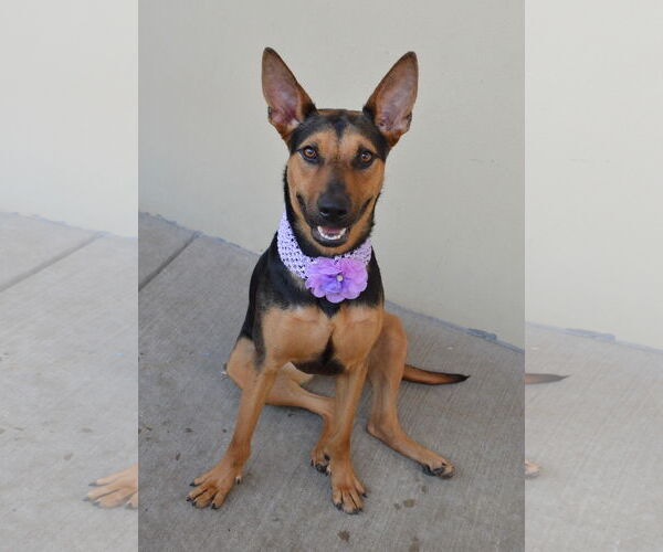 Medium Photo #1 German Shepherd Dog-Unknown Mix Puppy For Sale in McKinney, TX, USA