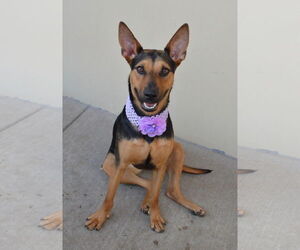 Medium German Shepherd Dog Mix