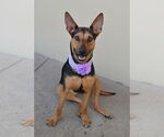 Small German Shepherd Dog Mix