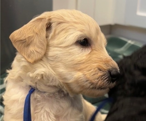 Medium Photo #26 Schnoodle (Giant) Puppy For Sale in ANDERSON, CA, USA