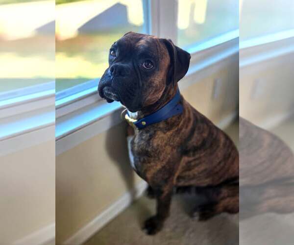Medium Photo #3 Boxer Puppy For Sale in Dumont, NJ, USA
