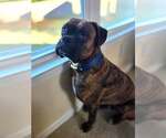 Small #2 Boxer