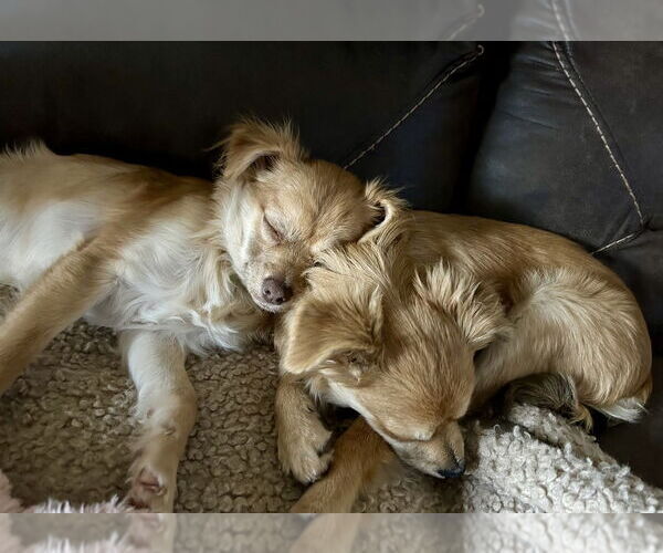 Medium Photo #4 Chiranian Puppy For Sale in Mooresville, NC, USA