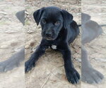 Small #3 Labrador Retriever Mix
