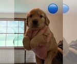 Puppy Blue Golden Retriever
