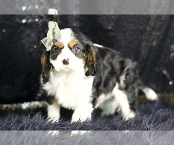 Medium Photo #5 Cavalier King Charles Spaniel Puppy For Sale in WARSAW, IN, USA