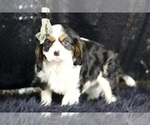 Small Photo #58 Cavalier King Charles Spaniel Puppy For Sale in WARSAW, IN, USA