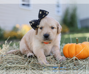 Golden Retriever Puppy for sale in LIBERTY, KY, USA