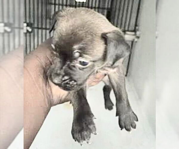 Medium Photo #1 Labrador Retriever-Unknown Mix Puppy For Sale in Houston, TX, USA