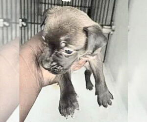 Labrador Retriever-Unknown Mix Dogs for adoption in Houston, TX, USA