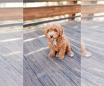 Small Photo #6 Poodle (Toy) Puppy For Sale in ANTELOPE, CA, USA