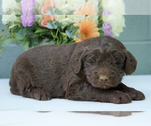 Newfypoo Puppy for sale in FREDERICKSBG, OH, USA