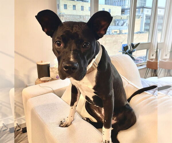 Medium Photo #33 American Pit Bull Terrier-Unknown Mix Puppy For Sale in Fargo, ND, USA