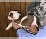 Small Photo #2 Alapaha Blue Blood Bulldog Puppy For Sale in DETROIT, MI, USA