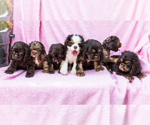 Cocker Spaniel Puppy for Sale in WAKARUSA, Indiana USA