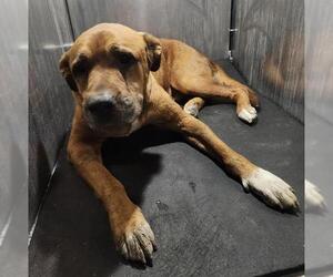 American Staffordshire Terrier-Unknown Mix Dogs for adoption in San Antonio, TX, USA