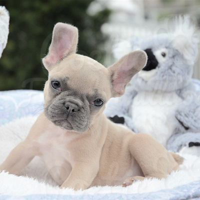 View Ad: French Bulldog Puppy for Sale near Florida, FORT LAUDERDALE ...