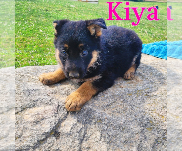 Medium Photo #1 German Shepherd Dog Puppy For Sale in NOVI, MI, USA