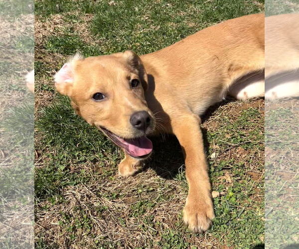 Medium Photo #7 Labrador Retriever-Unknown Mix Puppy For Sale in MECHANICSBURG, PA, USA