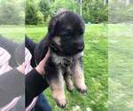 Small Photo #4 German Shepherd Dog Puppy For Sale in SACO, ME, USA