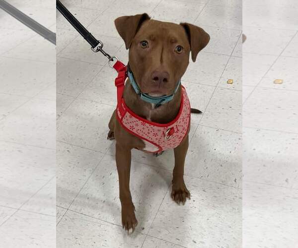 Medium Photo #5 American Pit Bull Terrier-Labrador Retriever Mix Puppy For Sale in Minneapolis, MN, USA