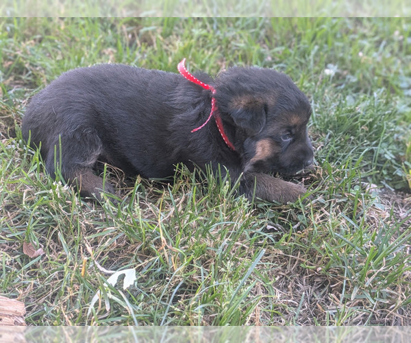 Medium Photo #1 German Shepherd Dog Puppy For Sale in OAK GROVE, OR, USA