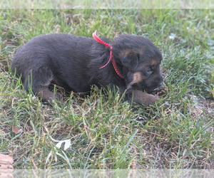 German Shepherd Dog Puppy for sale in OAK GROVE, OR, USA