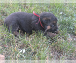Small German Shepherd Dog