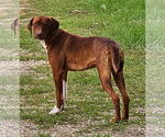 Small #3 Mutt