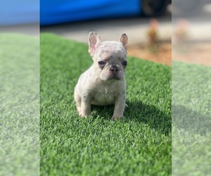 French Bulldog Puppy for sale in NEW SMYRNA, FL, USA
