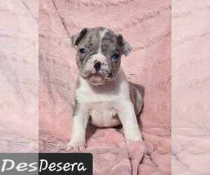 Faux Frenchbo Bulldog Puppy for Sale in ALBANY, Ohio USA