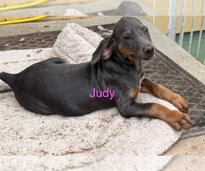 Doberman Pinscher Puppy for sale in RICHMOND, VA, USA