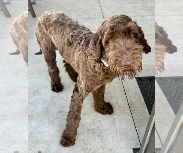 Medium Photo #2 Labrador Retriever-Unknown Mix Puppy For Sale in Valrico, FL, USA