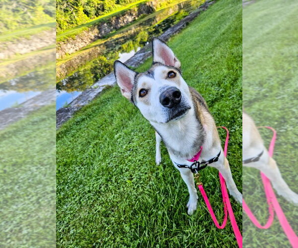 Medium Photo #3 Siberian Husky-Unknown Mix Puppy For Sale in Gloversville, NY, USA
