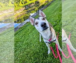 Small Photo #3 Siberian Husky-Unknown Mix Puppy For Sale in Gloversville, NY, USA