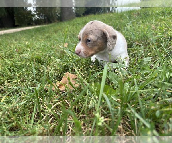 Medium Photo #24 Dachshund Puppy For Sale in MONONA, IA, USA