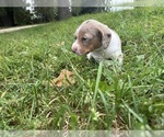 Small Photo #24 Dachshund Puppy For Sale in MONONA, IA, USA