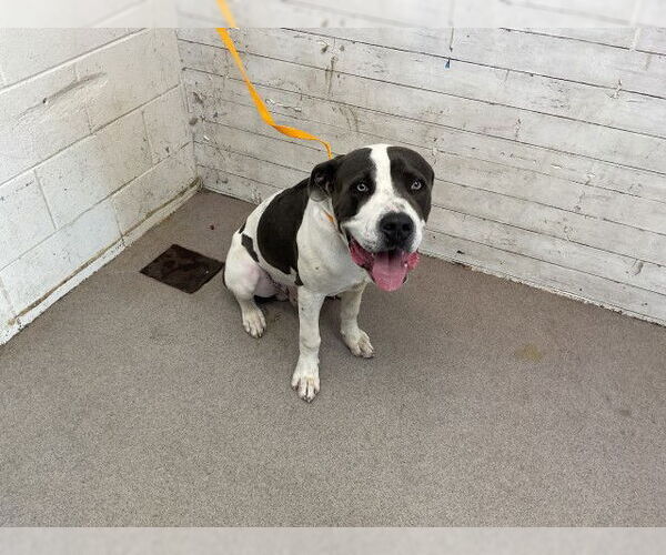 Medium Photo #1 American Pit Bull Terrier Puppy For Sale in San Bernardino, CA, USA
