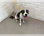 Small American Pit Bull Terrier