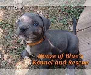 American Pit Bull Terrier Puppy for sale in DELAWARE, OH, USA