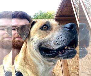 Kobe Boy - Male Black Mouth Cur-Boxer Mix Dog for Adoption - Photo #8