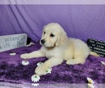 Small Photo #31 English Cream Golden Retriever Puppy For Sale in PEYTON, CO, USA