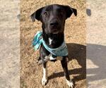 Small Labrador Retriever Mix